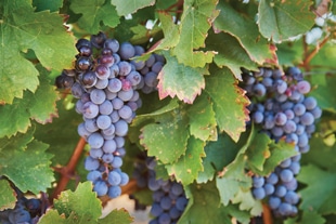 Blauwe druiven zijn een onderdeel van de plantenextracten die worden gebruikt voor Venolet
