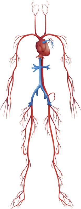Het bloedvatenstelsel van een mens bepaalt de kwaliteit van de bloedsomloop